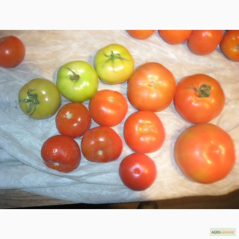 Фото 7. Продам помідори на переробку в наявності червоні, зелені і з дефектом