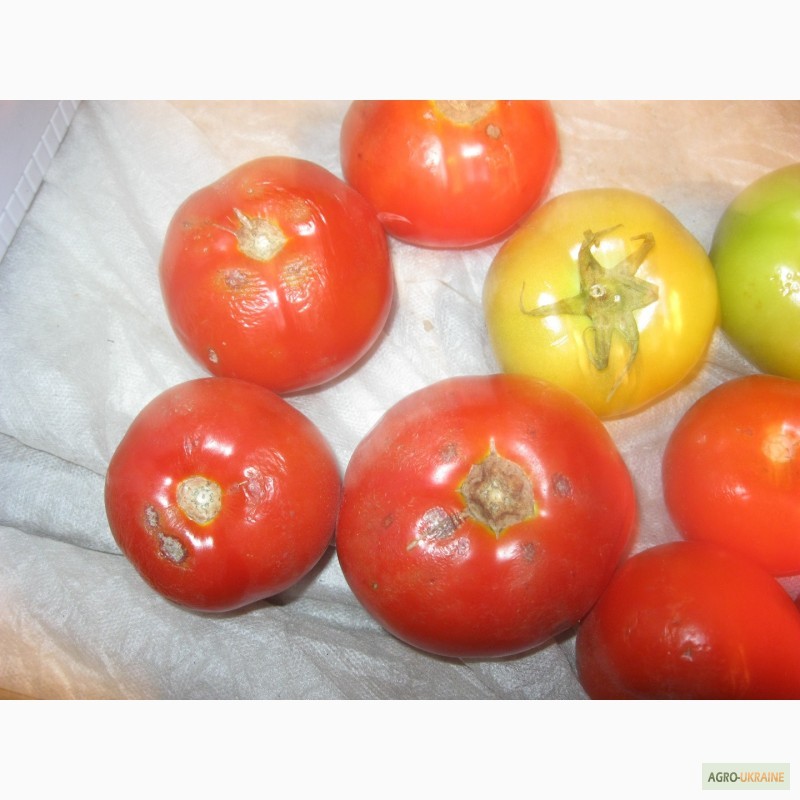 Фото 8. Продам помідори на переробку в наявності червоні, зелені і з дефектом