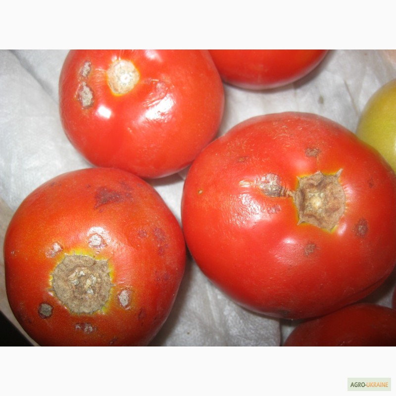 Фото 9. Продам помідори на переробку в наявності червоні, зелені і з дефектом