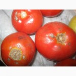 Продам помідори на переробку в наявності червоні, зелені і з дефектом