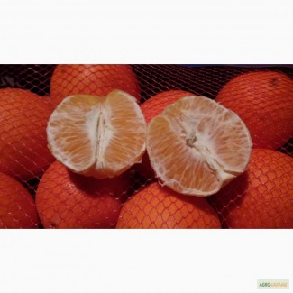 Апельсин, Турция, Вашингтон, Вашингтон-Навел.Купить оптом апельсин