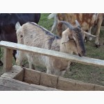 Продам кози Нубійські 50% кількість 10 штук