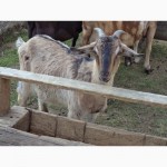 Продам кози Нубійські 50% кількість 10 штук