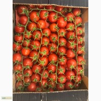 Продам помидор черри на ветке производство Турция