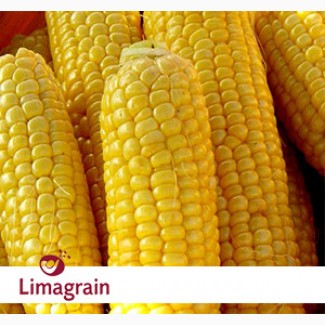Продам кукурузу ЛГ 2244 от компании Лимагрейн