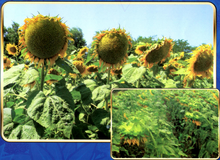 Фото 8. Высокоурожайные семена подсолнуха Октава и Дуэт - Агросемсервис ЮГ Украина