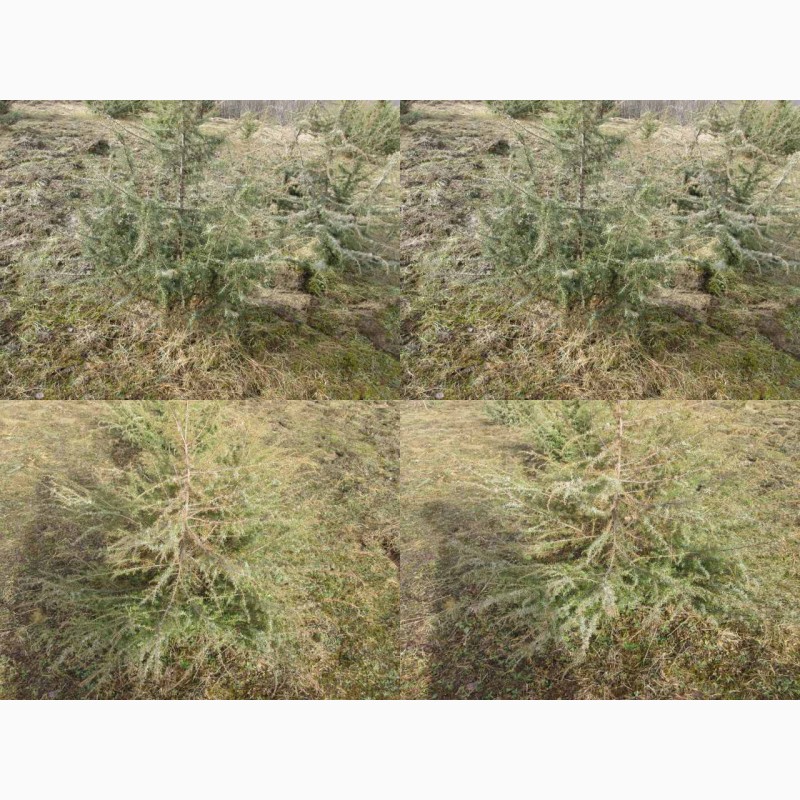 Фото 2. Саженцы можжевельник, Juniperus, Верес, съедобный, куст дерево