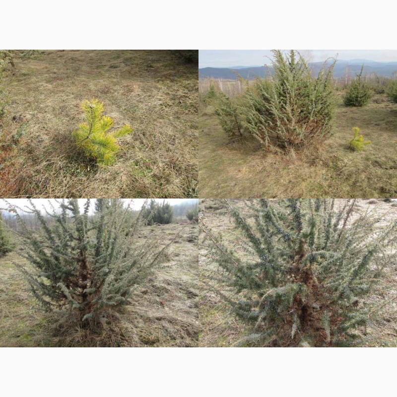 Фото 3. Саженцы можжевельник, Juniperus, Верес, съедобный, куст дерево