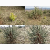 Саженцы можжевельник, Juniperus, Верес, съедобный, куст дерево
