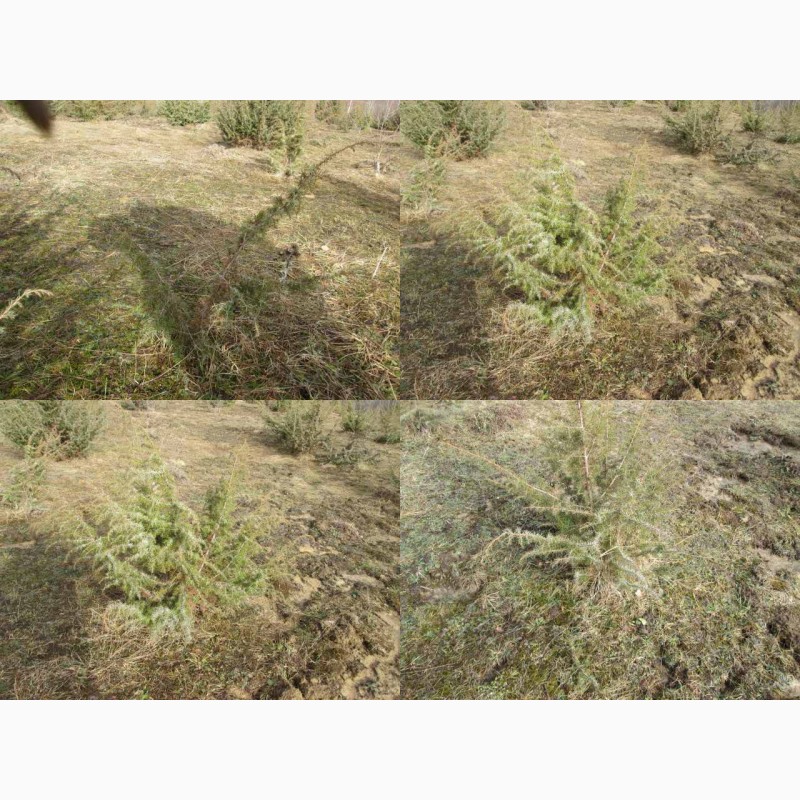 Фото 4. Саженцы можжевельник, Juniperus, Верес, съедобный, куст дерево