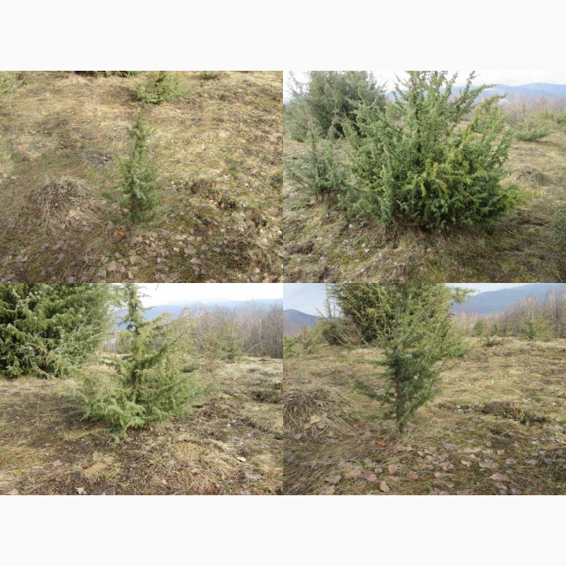 Фото 8. Саженцы можжевельник, Juniperus, Верес, съедобный, куст дерево