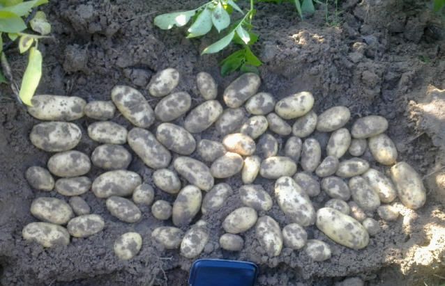 Продам семенной картофель сорта ГРАНАДА — Agro-Ukraine