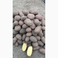 Продам товарную Картопля.Сорта ЛАБЕЛЛА, АДРЕТТА