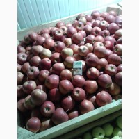 Продам яблука з Контрольованого Газового Середовища Принц Чемпіон Голден Еліза