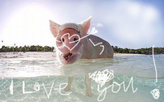 Фото 2. Комбикорм для откорма свиней, TM Gepard