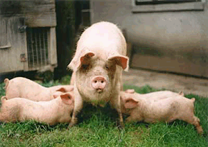 Фото 4. Комбикорм для откорма свиней, TM Gepard