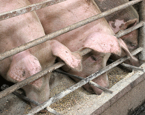 Фото 6. Комбикорм для откорма свиней, TM Gepard