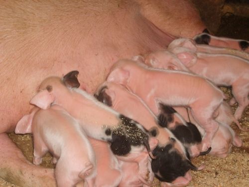 Фото 7. Комбикорм для откорма свиней, TM Gepard