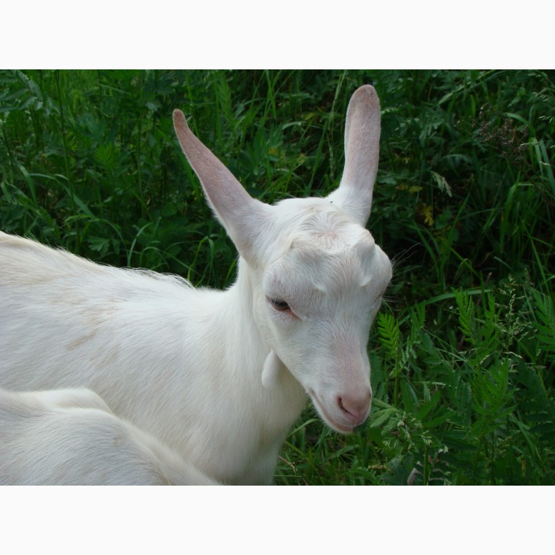 Фото 5. Продаются козы зааненской породы