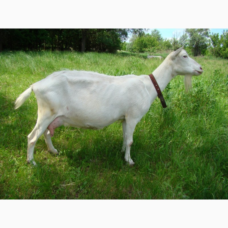 Фото 6. Продаются козы зааненской породы