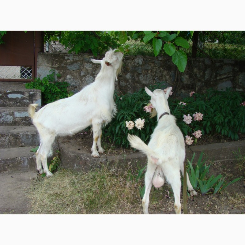 Фото 8. Продаются козы зааненской породы