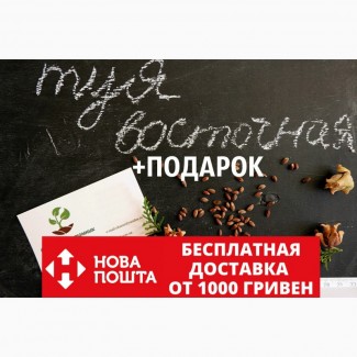 Туя восточная семена (20шт) (плосковеточник, биота) семечки для саженцев насіння