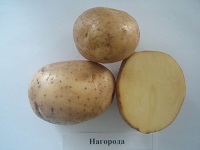 Фото 2. Продам семенной картофель