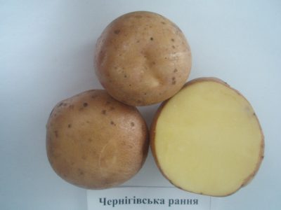 Фото 3. Продам семенной картофель