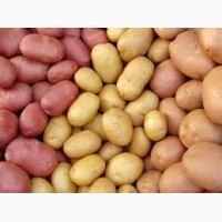 Продам картофель посевной 1 репродукции