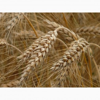 Семена пшеницы Канадский трансгенный сорт мягкой двуручки АMADEO