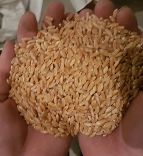 Фото 2. Семена пшеницы Канадский трансгенный сорт мягкой двуручки АMADEO