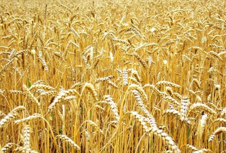 Фото 4. Семена пшеницы Канадский трансгенный сорт мягкой двуручки АMADEO