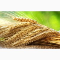 Семена пшеницы Канадский трансгенный сорт мягкой двуручки АMADEO