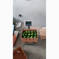 Продам Доминиканскую авокадо