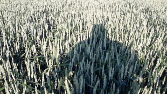 Фото 4. Насіння озимої пшениці сорт мескаль