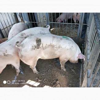 Бойня купит свиней на забой от 40 голов