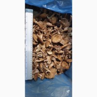 Продам замороженный гриб ОПЕНОК (лесной) целый до 4 см (вся Украина)