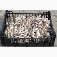 Продам гриб Вешенка ( глива )