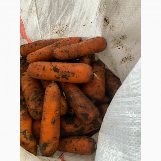 Продам Морковь, сорт Абако, отличного качества