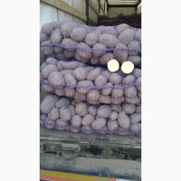 Продам товарну картоплю від 21 тонн