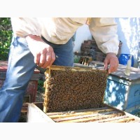 Пчелопакеты РУТА без антибиотиков, в Харьковской области