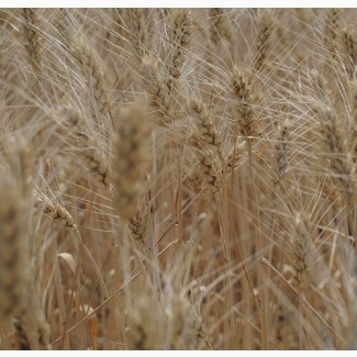 Насіння пшениці озимої Вінок Поділля