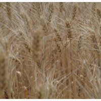 Насіння пшениці озимої Вінок Поділля