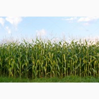 Закупаем кукурузу по всей Украине