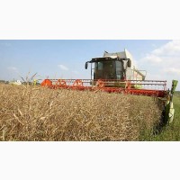 Закупаем кукурузу по всей Украине