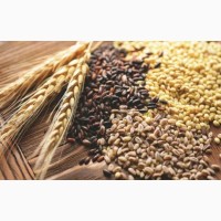 Продаж зернових в телеграм боті західна Україна