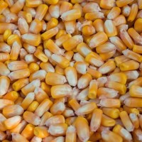 Куплю кукурузу, Пшеницу, Семку