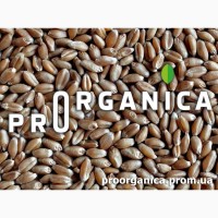 Органическая Пшеница 25кг мешок, сертифицирована
