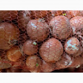 Продам лук сорт медуза 1, 50 гр