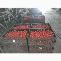 Продам томат (сливка), Каховка